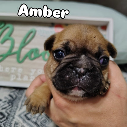 French bulldog puppy Amber aka Nugget