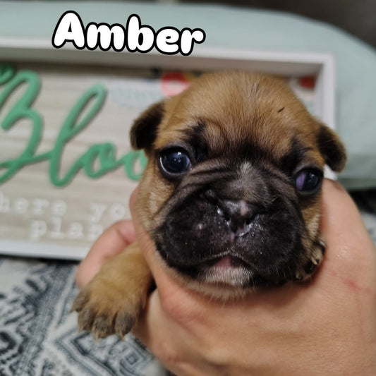 French bulldog puppy Amber aka Nugget