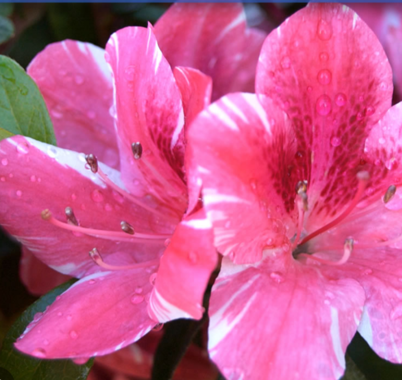 Dogwood Azalea 3 gal