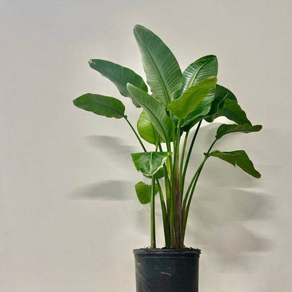 Bird of Paradise Tropical Tree (white bloom), 3 gal (local pick up only) plant,