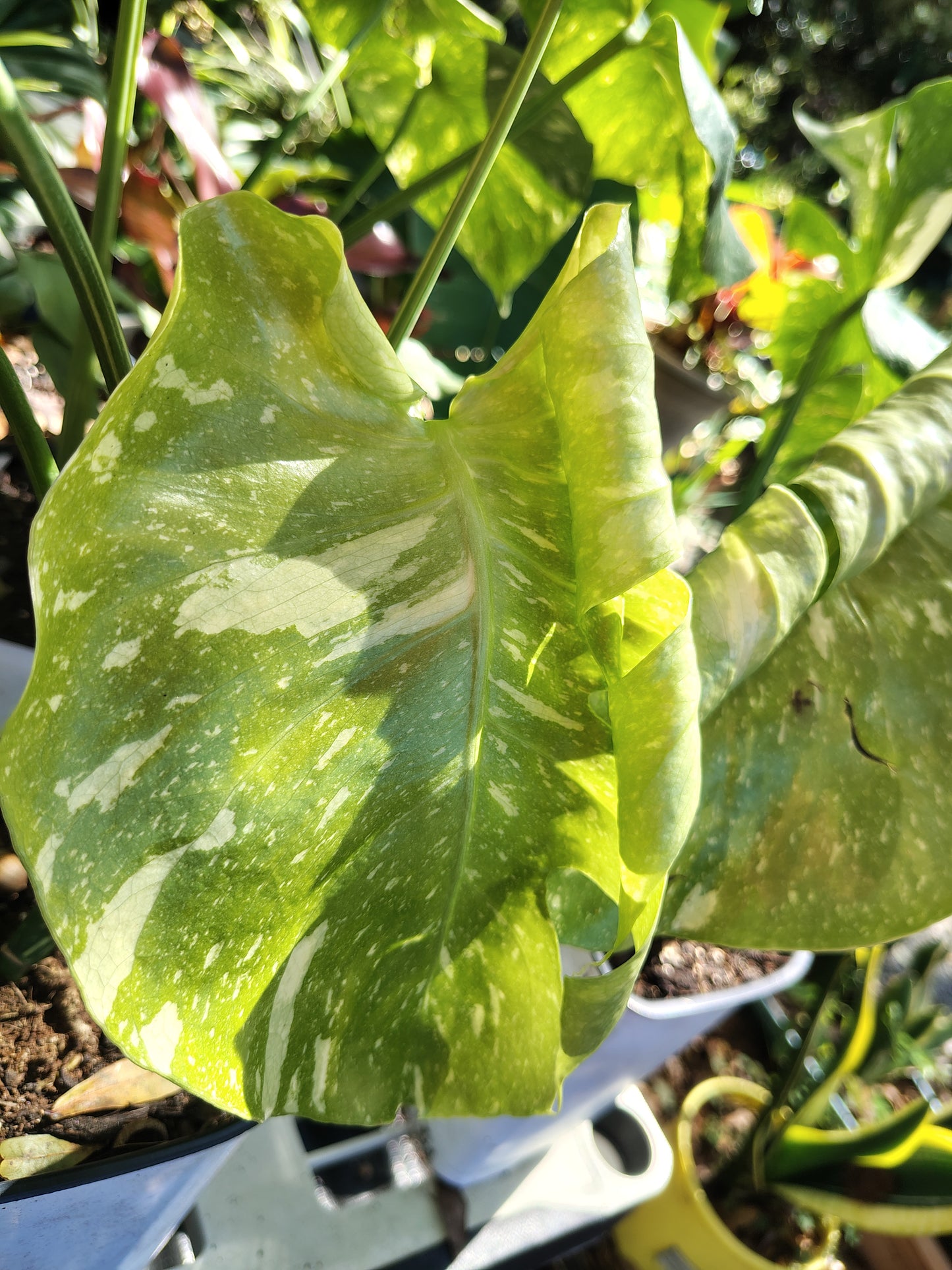 Monsteria Thai 1 gallon