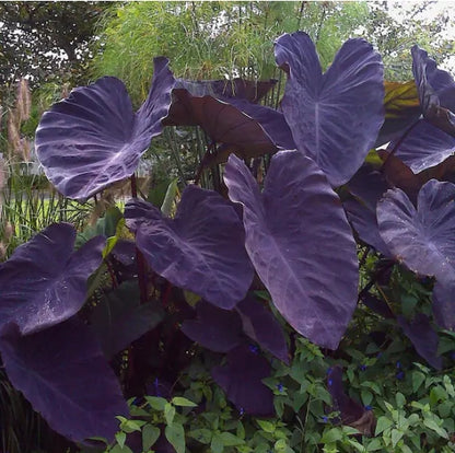 Black Magic Colocasia Live plant