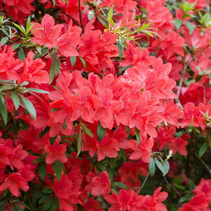 Fashion Azalea 3 gallons