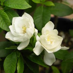 Gardenia 1 gallon