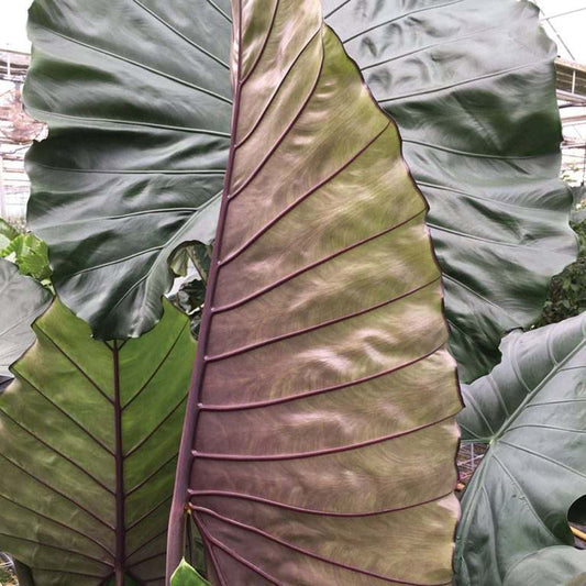 Alocasia Sumo Tropical Live Plant Bulb Baby Plant With Roots green and purple