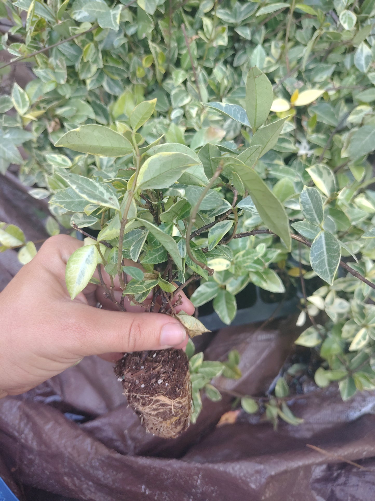 Jasmine gardenia combo