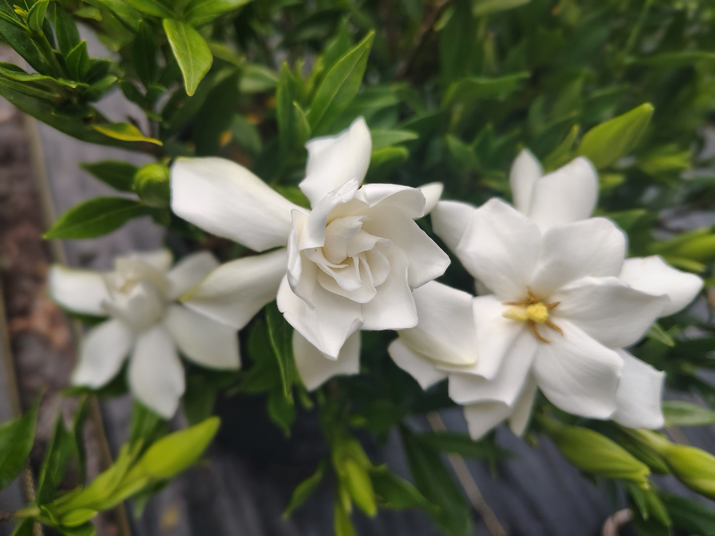 Gardenia Frost Proof 3 gallon
