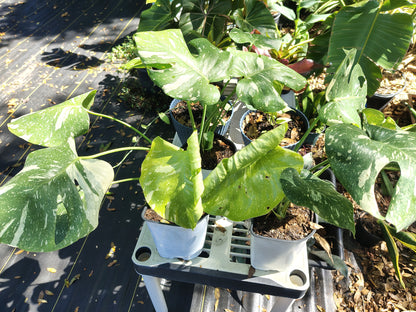 Monsteria Thai 1 gallon