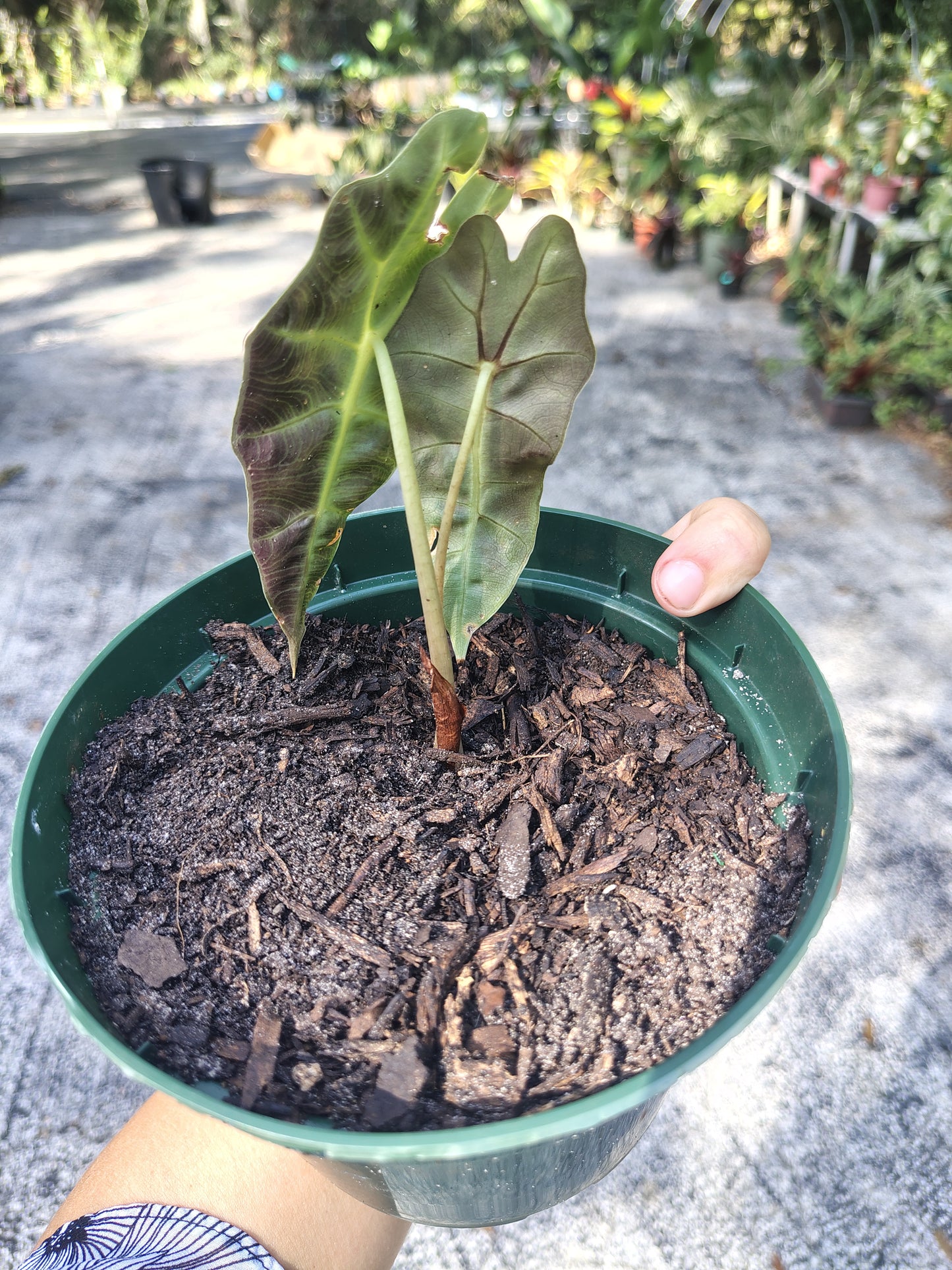 Alocasia polly 6 in pot