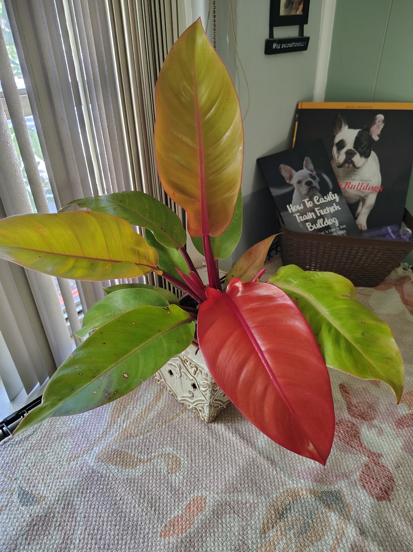 Prince of Orange Philodendron 6 in pot