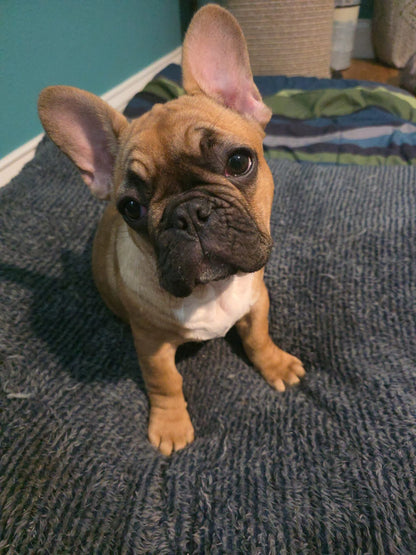Puppy Paid in full pet home