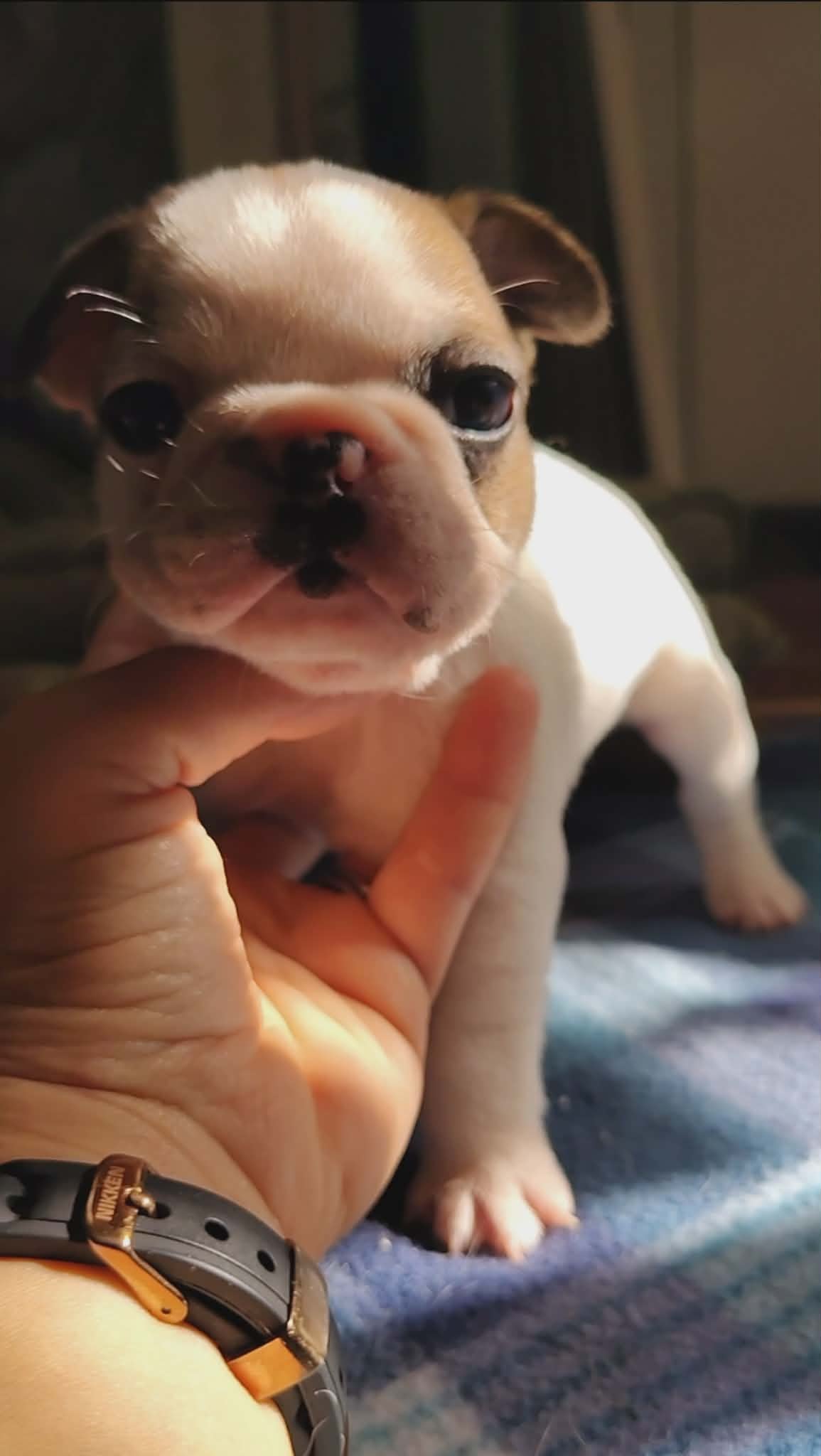 French bulldog puppy hold Juliet Capulet