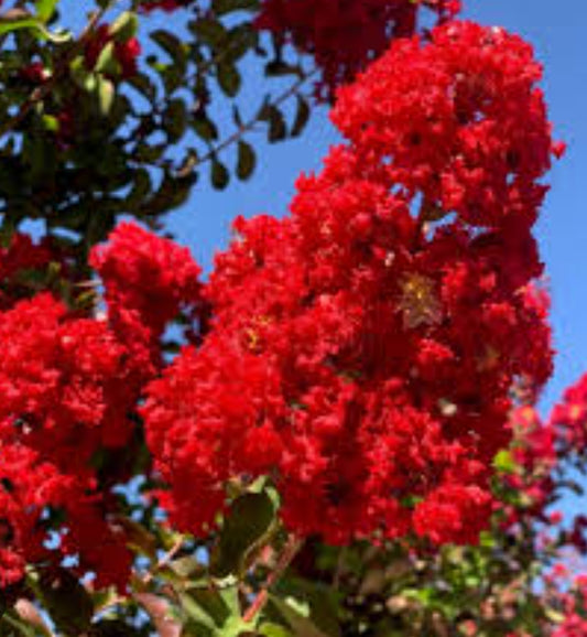Red rocket crape myrtle 3gal