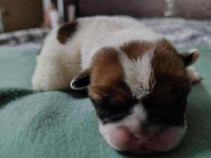 French Bulldog puppy Delphine aka Hazelnut