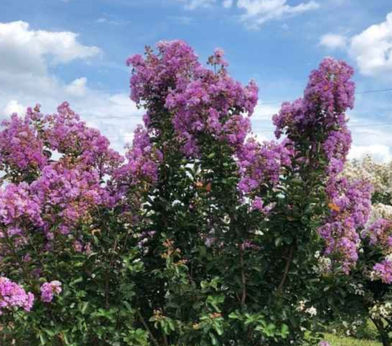 Catawaba purple crape myrtle
