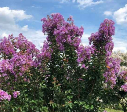 Catawaba purple crape myrtle