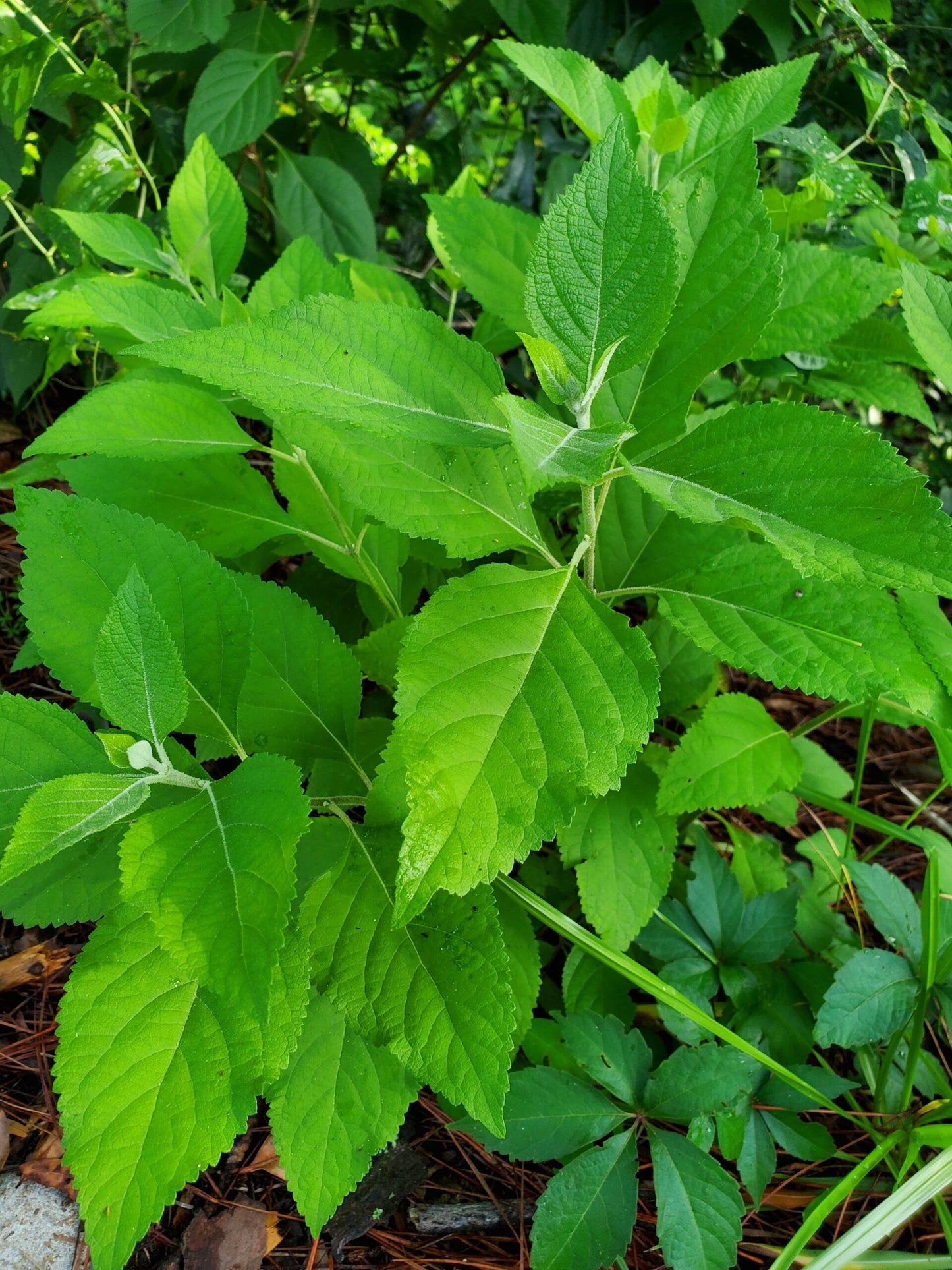 Beautyberry native shrub live plant!