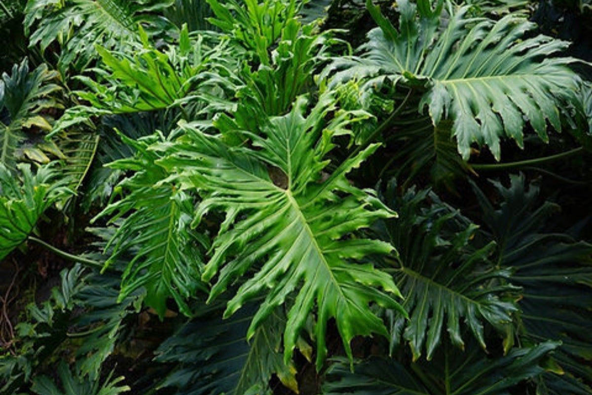 Split Leaf Philodendron ~ large 25 gal plant
