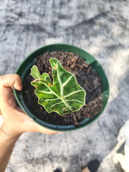 Alocasia polly 6 in pot