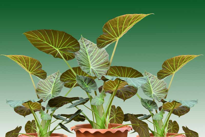 Alocasia ~ regional shield