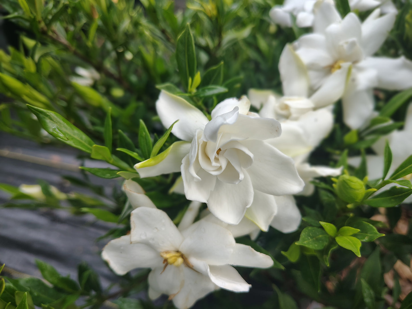 Gardenia Frost Proof 3 gallon
