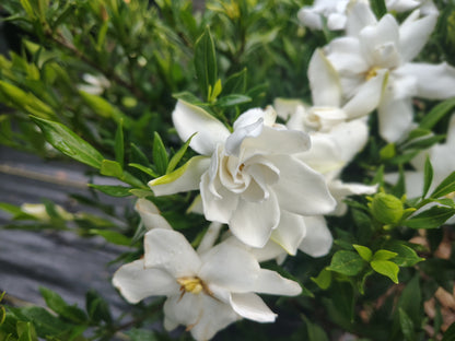 Gardenia Frost Proof 3 gallon