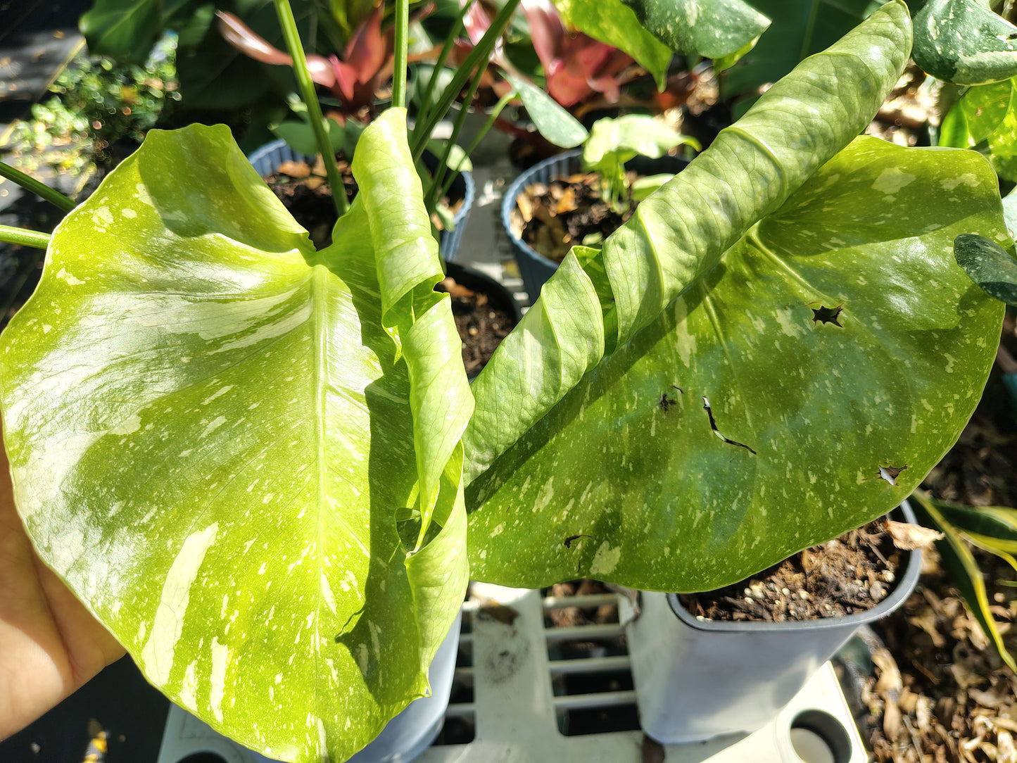 Monsteria Thai 1 gallon