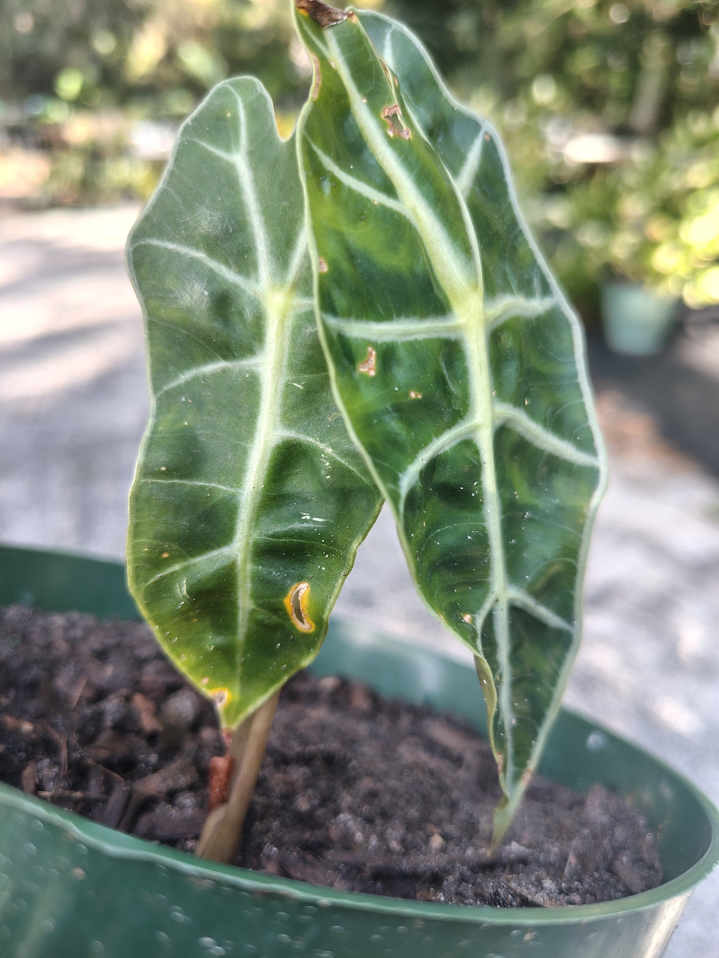 Alocasia polly 6 in pot