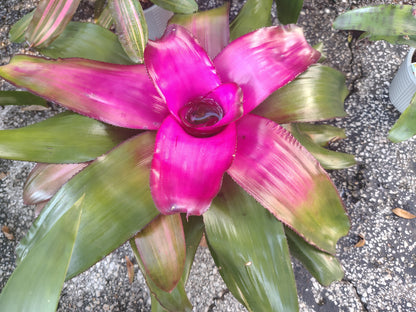 Bromeliad live Plant baby starter plant