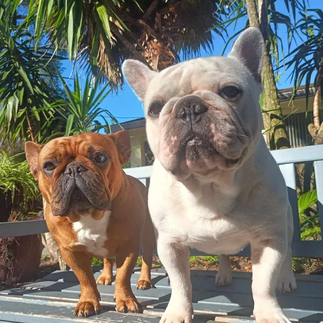 French bulldog puppy hold Juliet Capulet