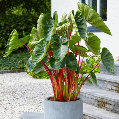 Colocasia Hawaiian fruit punch live plant small one half gallon