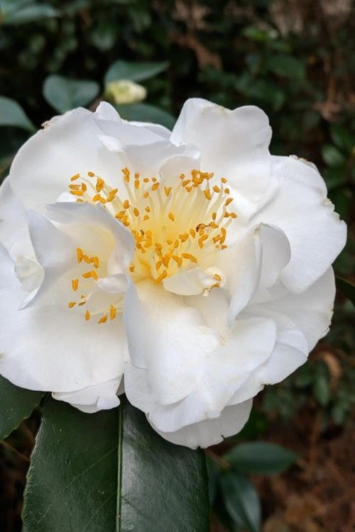 Camellia white victory