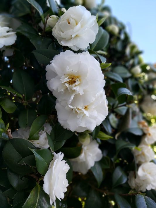 Camellia Autumn Rocket