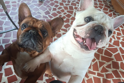 French bulldog puppy Amber aka Nugget