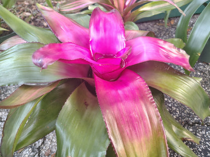 Bromeliad live Plant baby starter plant