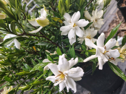 Gardenia Frost Proof 3 gallon