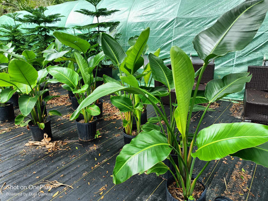 Bird of Paradise Tropical Tree (white bloom), 3 gal (local pick up only) plant,