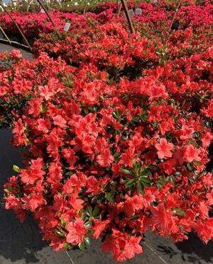 Fashion Azalea 3 gallons