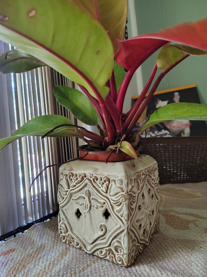 Prince of Orange Philodendron 6 in pot