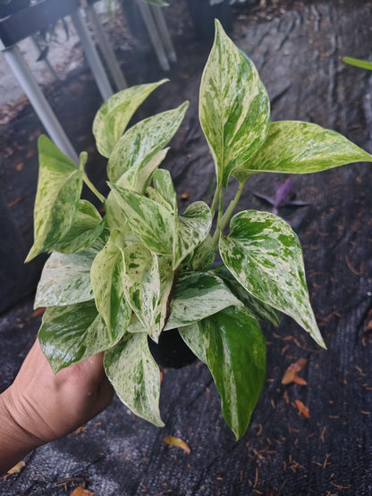 Epipremnum Aureum marble Queen pothos variegated