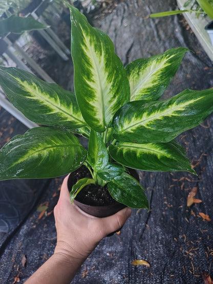 Dieffenbachia aka leopard lily (4 in pot)