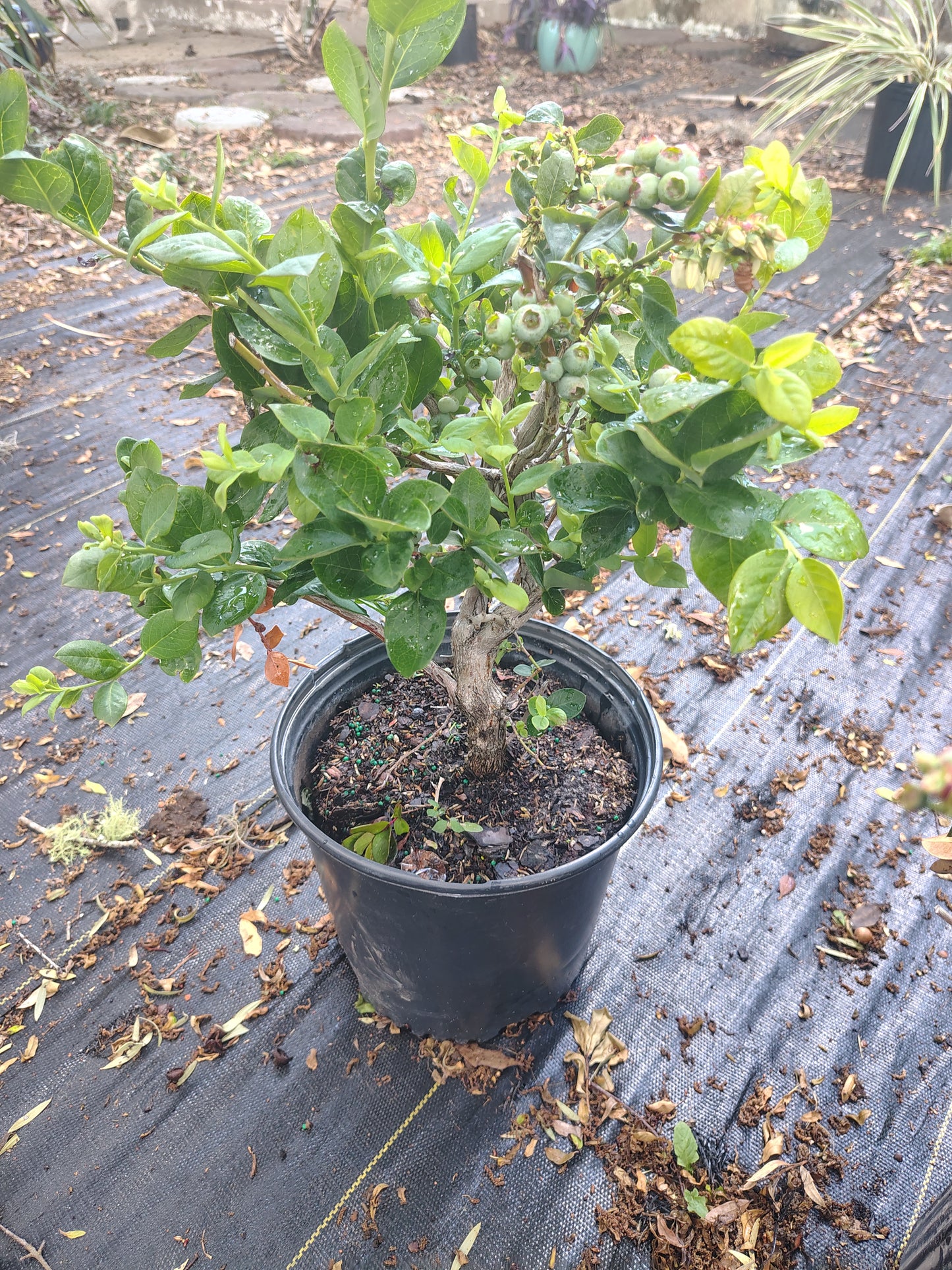 Blueberries & gardenia combo