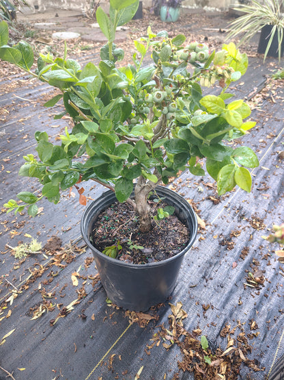 Blueberries & gardenia combo