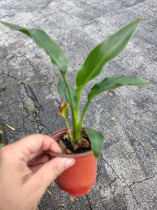 Bird of paradise baby plant