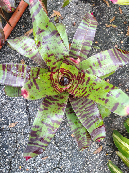Alligator skin bromeliad