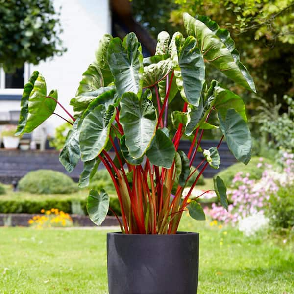 Colocasia Hawaiian fruit punch live plant small one half gallon