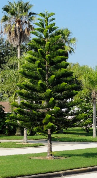 Norfolk Island pine