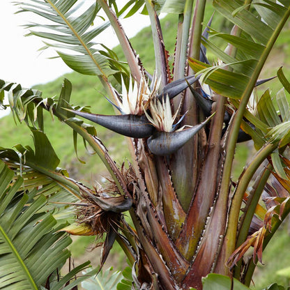 Bird of Paradise Tropical Tree (white bloom), 3 gal (local pick up only) plant,