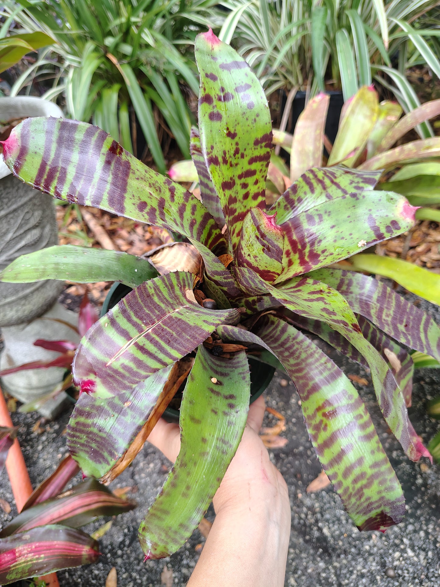 Alligator skin bromeliad