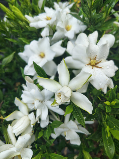 Gardenia Frost Proof 3 gallon